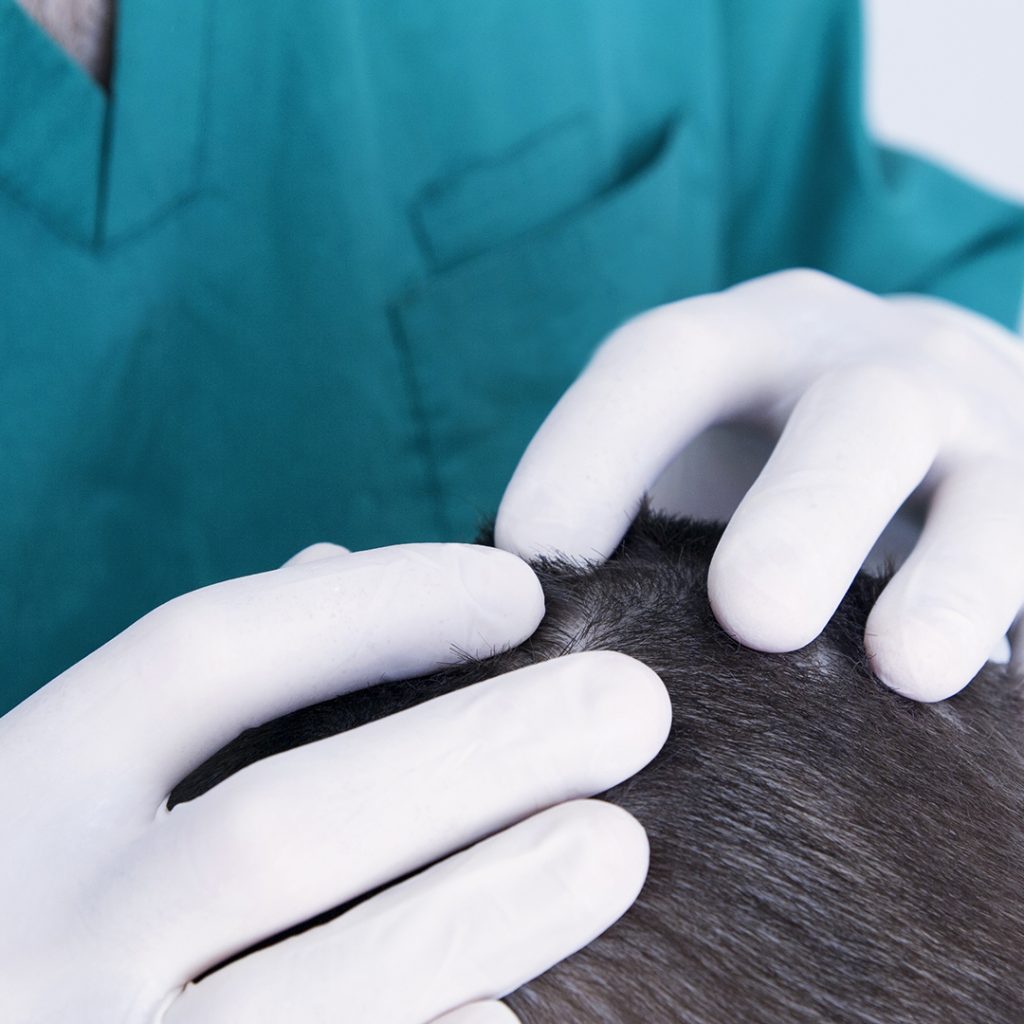 40 anni di esperienza maturata sul campo